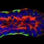 Study: 3D imaging and computer modeling capture breast duct development — (Details)