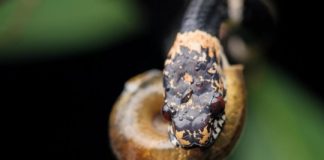 Research: Study also presents new tree of life for diverse group —