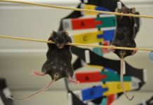 Research: Non-coding DNA changes the genitals you’re born with —