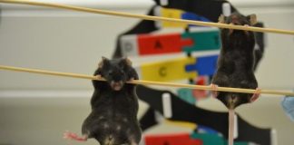 Research: Non-coding DNA changes the genitals you’re born with —