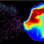 Study: Gene therapy restores hand function after spinal cord injury in rats — (Details)