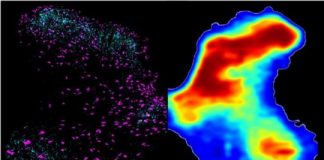 Study: Gene therapy restores hand function after spinal cord injury in rats — (Details)