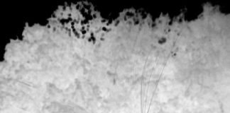 Research: The crab spider spins out tens of fine silk fibers for its aerial dispersal —