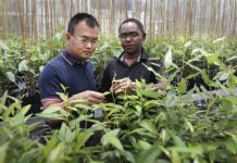 Research: Critical plant gene takes unexpected detour that could boost biofuel yields —