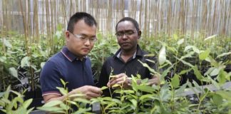 Research: Critical plant gene takes unexpected detour that could boost biofuel yields —