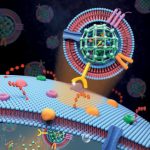 Study: Camouflaged nanoparticles used to deliver killer protein to cancer — (Details)