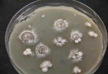 Research: Scientists find potential disease-fighting ‘warheads’ hidden in bacteria —