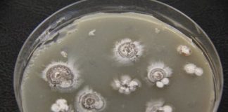 Research: Scientists find potential disease-fighting ‘warheads’ hidden in bacteria —