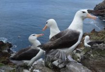 Research: Rising sea temperatures threaten survival of juvenile albatross —