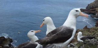 Research: Rising sea temperatures threaten survival of juvenile albatross —