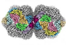 Tech: Devastating plant virus is revealed in atomic detail — (Report)