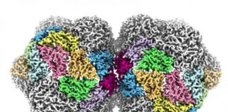 Tech: Devastating plant virus is revealed in atomic detail — (Report)