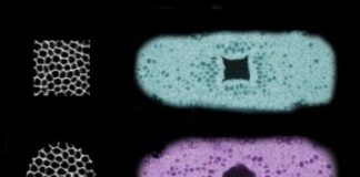 Study: Researchers guide the shape of cells and tissues with optogenetics — (Details)