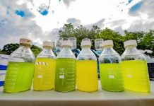 Tech: Large outdoor study shows biodiversity improves stability of algal biofuel systems — (Report)