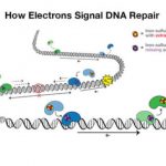 Study: ‘DNA charge transport,’ a process used in DNA repair, is disrupted by a colon cancer mutation — (Details)
