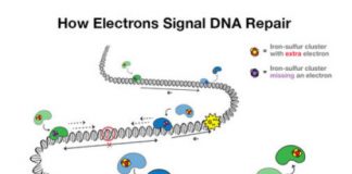 Study: ‘DNA charge transport,’ a process used in DNA repair, is disrupted by a colon cancer mutation — (Details)