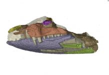 Research: As an apex predator, the crocodile’s mode of attack — its mouth — had humble beginnings —