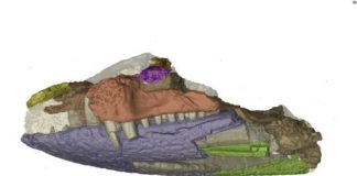 Research: As an apex predator, the crocodile’s mode of attack — its mouth — had humble beginnings —