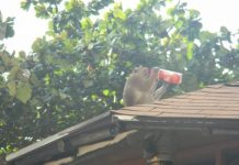 Research: Are smarter animals are bigger troublemakers? —