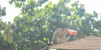 Research: Are smarter animals are bigger troublemakers? —