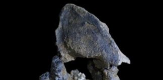 Research: 22,000-year-old panda from cave in Southern China belongs to distinct, long-lost lineage —