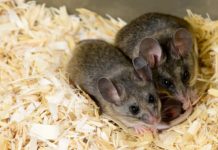 Tech: BPA can induce multigenerational effects on ability to communicate — (Report)