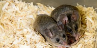 Tech: BPA can induce multigenerational effects on ability to communicate — (Report)