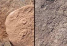 Research: Two new creatures discovered from dawn of animal life —