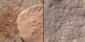 Research: Two new creatures discovered from dawn of animal life —