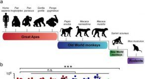 Study: Factor important for ZIKA Virus host species restriction — (Details)