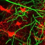 Study: Keep the brain active — (Details)