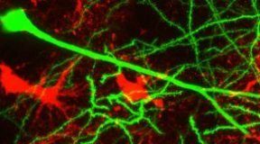 Study: Keep the brain active — (Details)