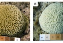 Research: Corals fared better after researchers picked off some snails —