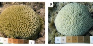 Research: Corals fared better after researchers picked off some snails —