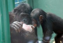 Research: Insight into infant handling by young bonobos —