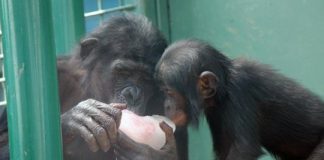 Research: Insight into infant handling by young bonobos —