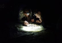 Research: Artificial lighting at night could be a reason for declining insect populations —