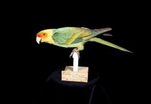 Research: Museum collection reveals distribution of Carolina parakeet 100 years after its extinction —