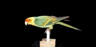 Research: Museum collection reveals distribution of Carolina parakeet 100 years after its extinction —