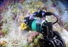 Research: Deep-sea marine sponges may hold key to antibiotic drug resistance —