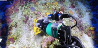 Research: Deep-sea marine sponges may hold key to antibiotic drug resistance —