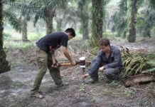 Research: The carbon cost of deforestation —