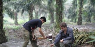 Research: The carbon cost of deforestation —