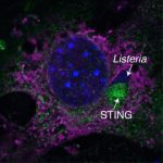 Study: Discovery opens door to efficient research model — (Details)