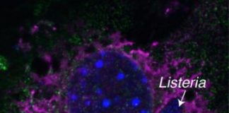 Study: Discovery opens door to efficient research model — (Details)