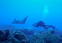 Research: World’s first known manta ray nursery —