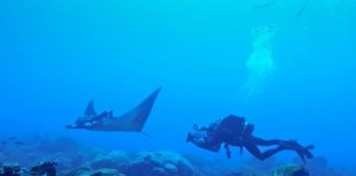 Research: World’s first known manta ray nursery —