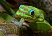 Research: Climate change to overtake land use as major threat to global biodiversity —