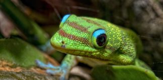 Research: Climate change to overtake land use as major threat to global biodiversity —