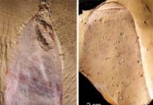 Research: Strange sponge-like fossil creature from half a billion years ago —